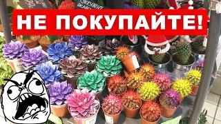 Крашеные кактусы и суккуленты