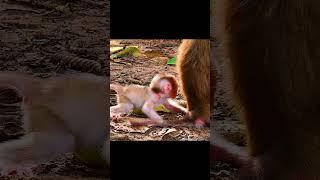 Rainbow has no milk. ! #monkey #libby #animals??? #monkey #rainbow monkey