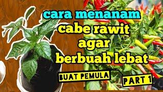 cara menanam cabe rawit agar berbuah lebat