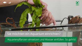 JBL TV #19 Teil 4: Aquarieneinrichtung - Aquarienpflanzen einsetzen und Wasser einfüllen