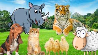 The most special animals: Tiger, Sheep, Rhinoceros, Giraffe,...