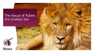 This is a story about Ruben, the World's Loneliest Lion