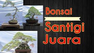 Kumpulan Bonsai Santigi juara