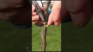 Easy Apple Tree Grafting Technique - Finger Cut