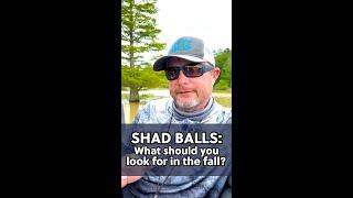 Shad Balls: what should you look for in the fall? #CrappieNOW #FallFishingTips #ShadBalls #shorts