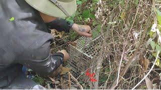 Full Video: Monkey Ziri and his dad rescue a baby monkey stuck in a trap of hunters