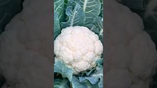 Organic Gardening / How To Grow Cauliflower At Home #youtubeshorts #gardening