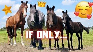 If only QueenUniek were here... I follow the herd and time to party | Friesian Horses