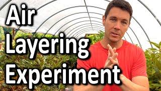 Air Layering Experiment | Fig Propagation