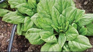 Growing Spinach with Burpee