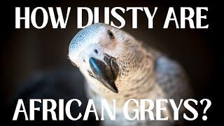 DO YOU NEED AN AIR PURIFIER IF YOU HAVE PARROTS? | HOW DUSTY ARE AFRICAN GREYS?! | SHELBY THE MACAW