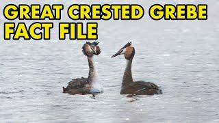 Great Crested Grebe: Fact File (British Nature Facts)