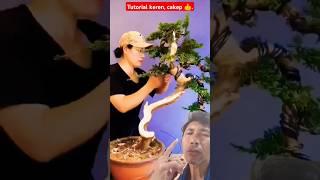 Tutorial membuat bonsai bunjin cascade keren , cakep . #khuebonsai #bonsaitree