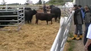 Swiss Top Breeders Days  - Peter Schmid mit Stier Ukres