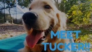 Golden Retriever Puppy 2 Week Board and Train Transformation - Take the Lead K9 Training