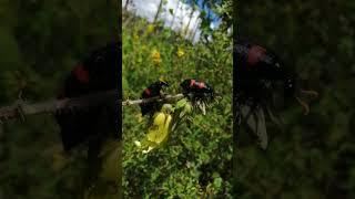 Blister Beetles blissful moment was going on until they realised there was an intruder witnessing.