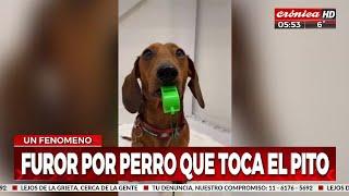 ¡Furor por el perro que toca el silbato!