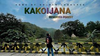 KAKOIJANA RESERVED FOREST | AERIAL VIEW | CINEMATIC TRAVEL FILM | RON SINGHA