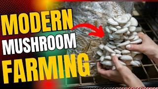 How Mushrooms are Grown & Processed | Behind the Scenes of Mushroom Production | Modern Techniques