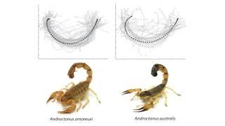 To know a scorpion by its tail: the tail strike of scorpions differs between species