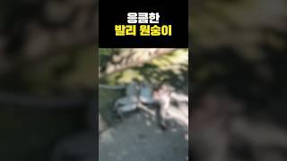 응큼한 발리 원숭이