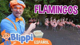 Blippi alimenta y juega Flamingos| Blippi Español | Videos educativos para niños | Aprende y Juega
