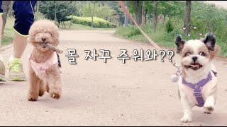 강아지 산책, 강아지 일상 브이로그(Puppy walking vlog)