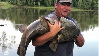 Huge Mississippi River Flatheads from the Bank!!