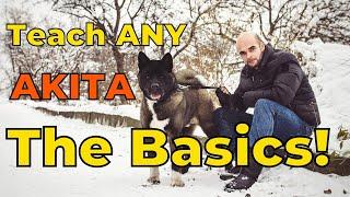 Dog Training 101: How to Train ANY AKITA the Basics