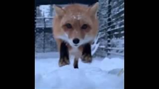 hongry fox