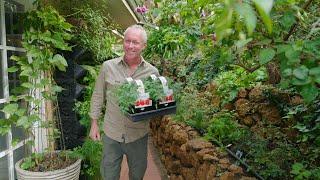 The Garden Gurus - It’s time to plant out your early season tomatoes veg