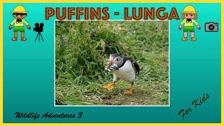 Puffins for Kids - Searching for puffins on Lunga near Mull