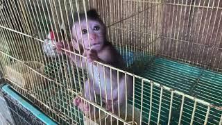 A poor baby monkey at the animal market, refuses to drink milk, and wants to hug its mother