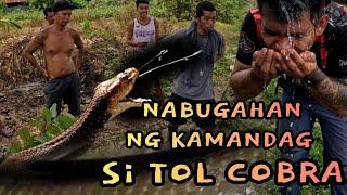 PART1 LUNGGA NG MGA COBRA SA MALAKING PUNO/NABUGAHAN SI TOL COBRA #cobraking #tolcobra #cobraprince