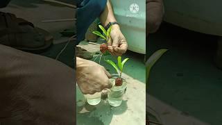 Best way to grow lychee at home/Unique technique of growing lychee tree with water#short#grow#lychee