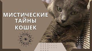 Мистические тайны кошек