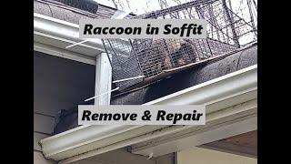 Raccoon in the Soffit | Remove It and Repair It | Strong & Great Repair