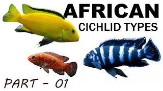 African Cichlid Types | Part - 01