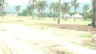 Oil palm tree production and it's potential in plateau state