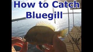 How to Catch Bluegill / Panfish - Setup, Tips - Worm and Bobber Fishing