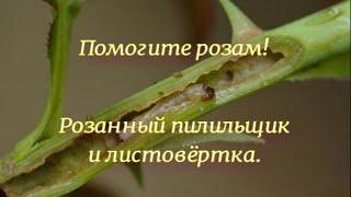 Помогите розам!!! Розанный пилильщик и листовёртка. Питомник  и  Е. Иващенко