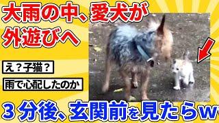 【2ch動物スレ】大雨の中、ウキウキで遊びに行った犬→3分後、震える子猫を連れて帰宅ｗｗｗｗｗ