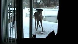 Cat scares deer away