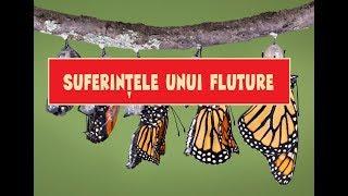 SUFERINTELE UNUI FLUTURE- Povestire Crestina Motivationala