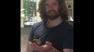 Meet Josh Cook, A Man Who Rescues Injured Birds & Teaches Them to Fly Again! | Media Animal TV