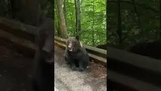 #funny #bear #incredible #nature #romania #cute #cutebear