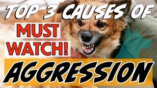 Top 3 reasons for aggression | dogs & humans!