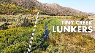 What Are These BIG TROUT Doing in Such a Tiny Creek?? (Tenkara Fly Fishing)