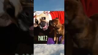 #Puppy #FrenchBulldog #funnyDogs #BabyLuna #DrWatson #PuppyPlay #SiblingLove #WatsonAndLuna