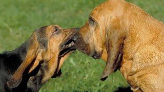 Get to Know Your Bloodhound: Exploring Common Coat Colors